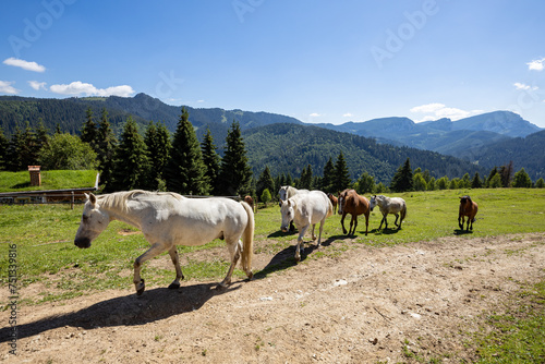 Wild Horse in the Carpathian Mountains 