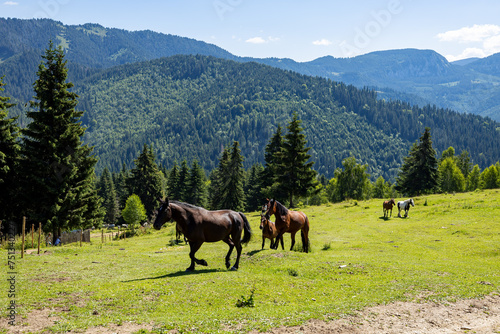 Wild Horse in the Carpathian Mountains  © hecke71