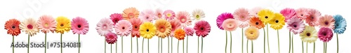 Colorful set of gerbera daises  cut out