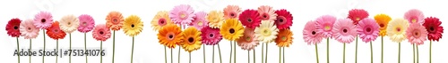Colorful set of gerbera daises, cut out