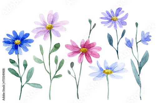 watercolor drawing  set of chamomile wild flowers