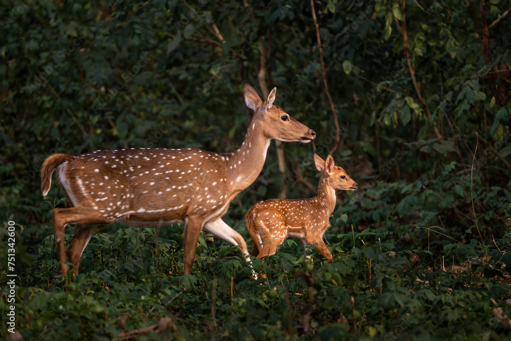 Chital - Axis axis, beautiful colored small deer from Asian grasslands, bushes and forests, Nagarahole Tiger Reserve, India. Chital - Axis axis, beautiful colored small deer from Asian grasslands, bushes and forests, Nagarahole Tiger Reserve, India.