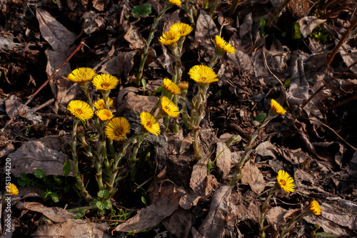 Bright yellow spring flowers of mother and stepmother  lat. tussilago   used in medicine. 