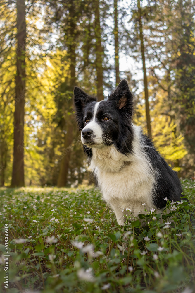 Vertical Portrait of Border Collie in a Forest Meadow. Cute Black and White Dog in Spring Nature.