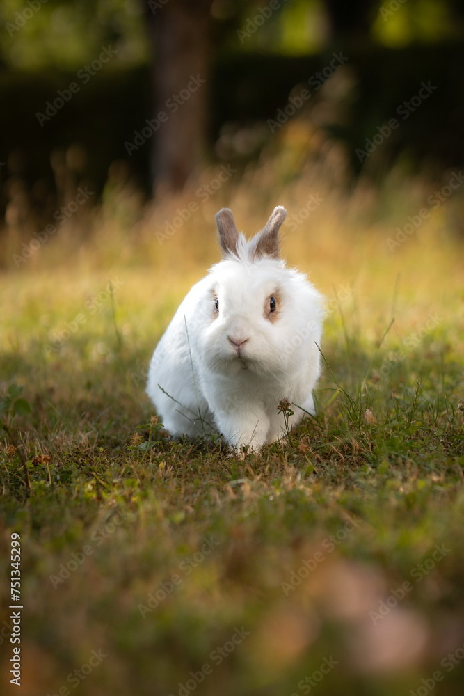 Shallow Depth of Field of Lionhead Rabbit in the Green Garden. Cute Vertical Portrait of Small Domestic Animal Outside. Shallow Depth of Field of Lionhead Rabbit in the Green Garden. Cute Vertical Portrait of Small Domestic Animal Outside.