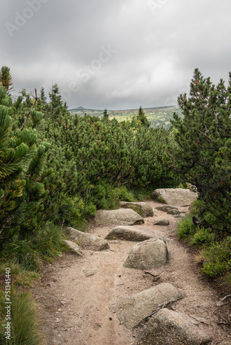 Stony Trail with Conifer in Krkonose National Park during Cloudy Day. Vertical Green Landscape in the Czech Republic.