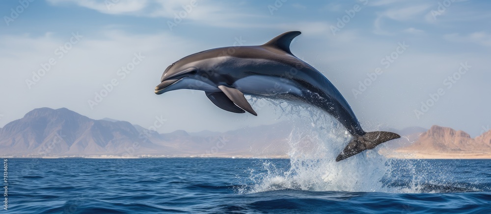 Fototapeta premium A dolphin is leaping out of the water in the Red Sea, near Hurghada in Marsa Alam. The graceful marine mammal is mid-air, showing off its impressive acrobatic skills as it breaches the surface.