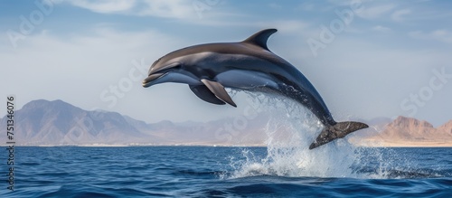 A dolphin is leaping out of the water in the Red Sea, near Hurghada in Marsa Alam. The graceful marine mammal is mid-air, showing off its impressive acrobatic skills as it breaches the surface.
