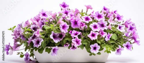 A white pot brimming with vibrant purple flowers sits atop a wooden table. The delicate petals of the flowers contrast beautifully against the white pot, creating a striking visual display.