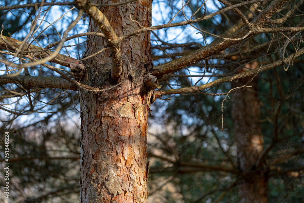 Beautiful trunk of pine tree with branches Beautiful trunk of pine tree with branches