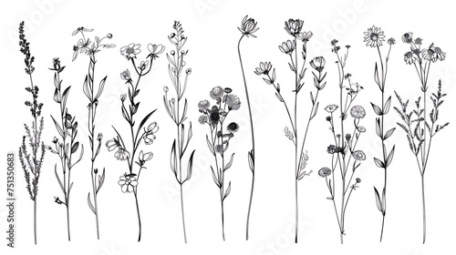 Wild flowers vector collection. herbs  herbaceous flowering plants  blooming flowers  subshrubs isolated on white background. Hand drawn detailed botanical. Generative Ai