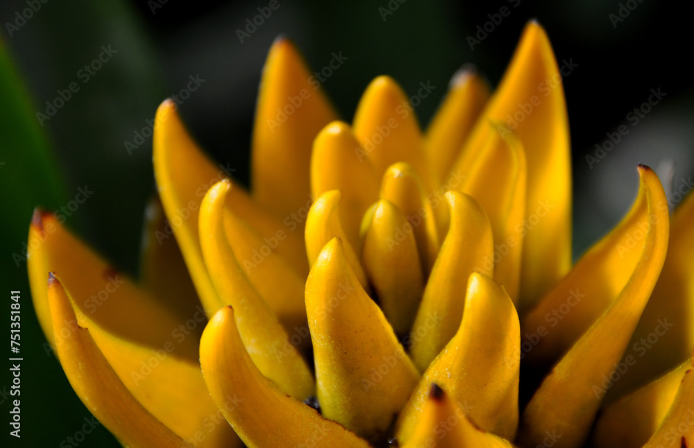 Yellow Yellow