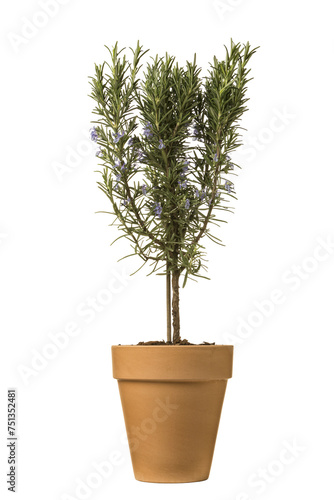 Potted flowering  rosemary plant isolated