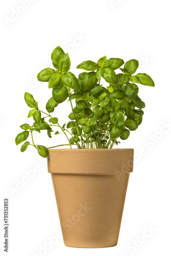 Potted Basil plant isolated