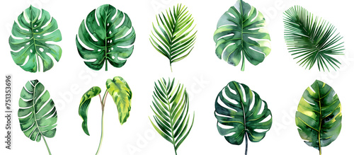 A watercolor vector illustration set featuring tropical leaves, exotic plants, palm leaves, and monstera isolated on a white background. © jex