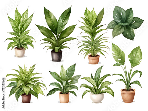 Set of different houseplants illustrations in flower pots on white background. 