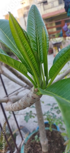 Plumeria rubra plant newly grown apical bud to start it's journey in this world looks plant of heaven 