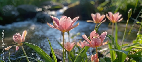 A collection of pink Tulipa gesneriana flowers scattered in the green grass. The vibrant blooms add a pop of color to the natural landscape. photo