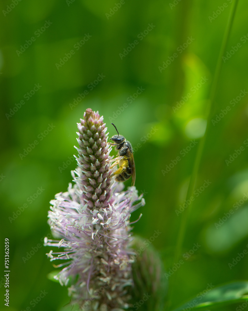 One wild bee collects pollen and nectar on a plantain flower.