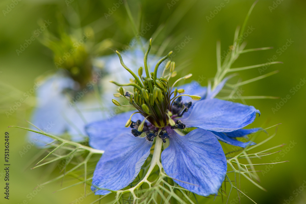 Fototapeta premium Blue flower of black caraway seeds on a blurry background in the garden