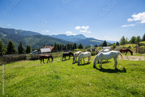 Wild Horse in the Carpathian Mountains  photo