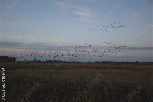 bird flock over field