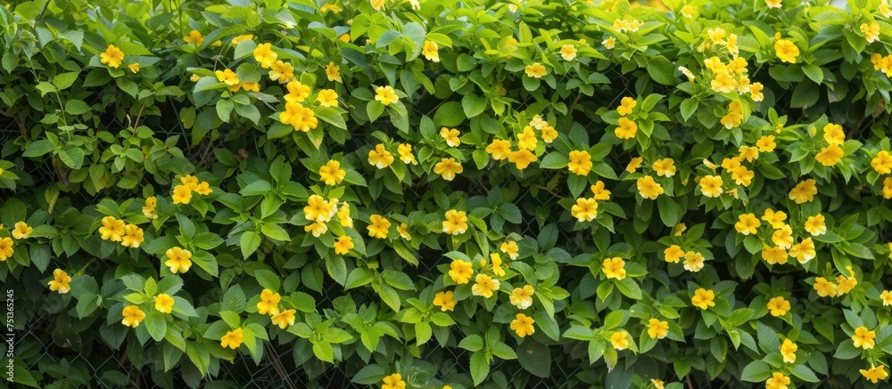 A dense bush adorned with bright yellow flowers and vibrant green leaves. The cheerful blooms add a pop of color to the surrounding landscape, creating a vibrant and inviting scene.