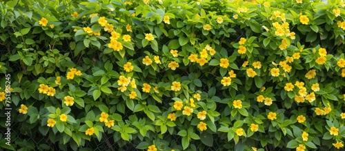 A dense bush adorned with bright yellow flowers and vibrant green leaves. The cheerful blooms add a pop of color to the surrounding landscape, creating a vibrant and inviting scene.
