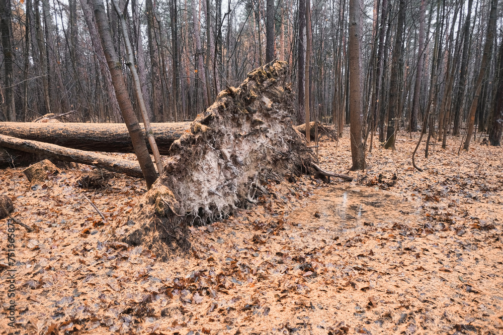 fallen tree in the autumn forest strewn with yellow Christmas tree needles fallen tree in the autumn forest strewn with yellow Christmas tree needles