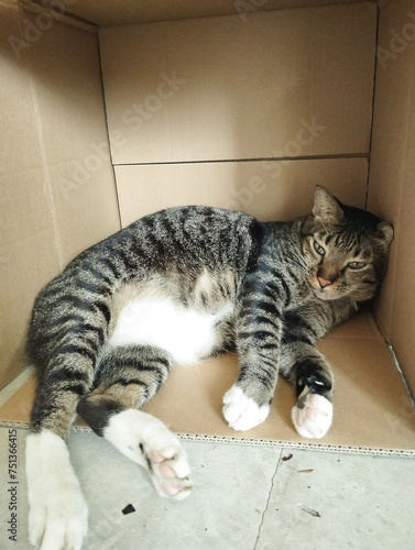 black and white striped fat cat in a box