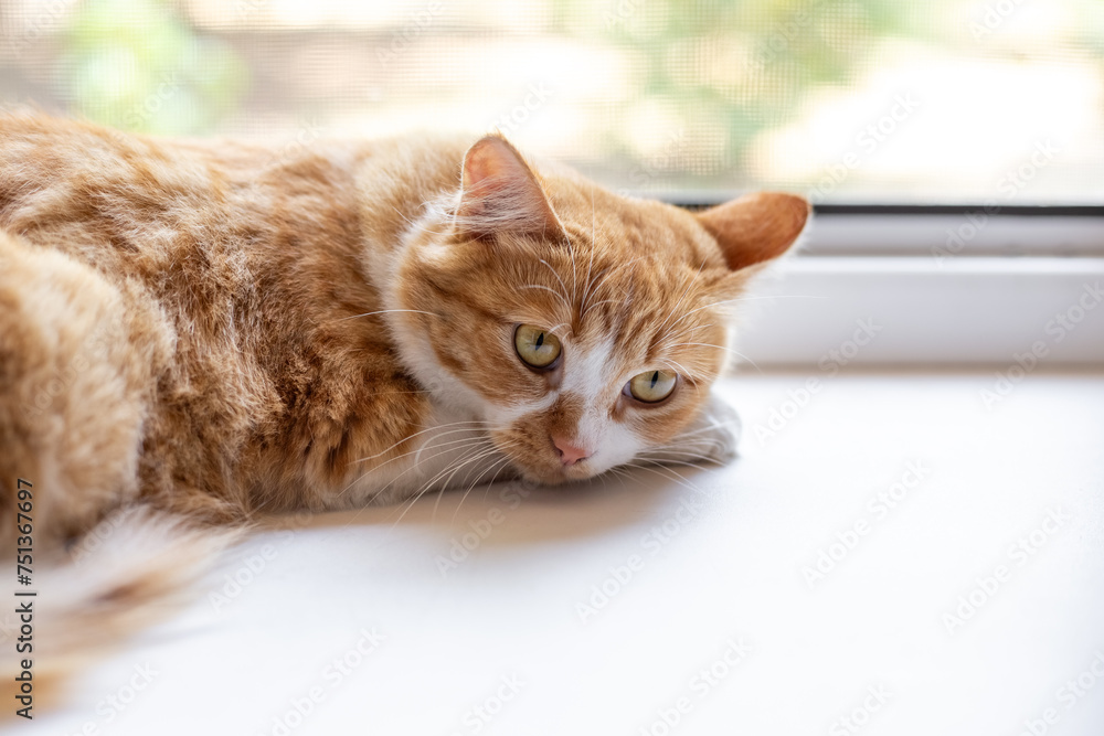 A beautiful fluffy cat lies on the windowsill. Character of domestic animals