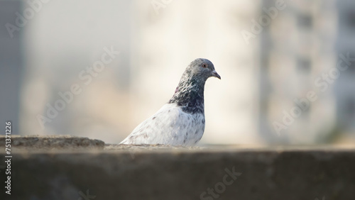 Close-up of a serene pigeon, symbolizing urban wildlife and peace, captured with exquisite detail and natural grace. 🕊️ #Pigeon #UrbanWildlife #Peaceful photo