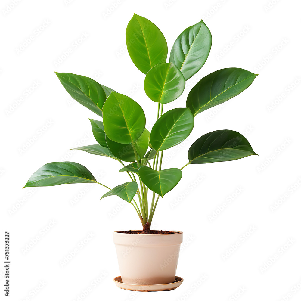 Green Leafy Plant on a Stark White Background isolated on transparent background PNG file plant in a pot Green Leafy Plant on a Stark White Background isolated on transparent background PNG file plant in a pot