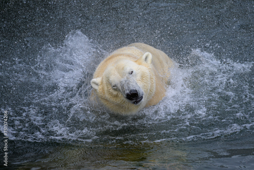 Portrait of a polar bear in the water