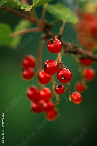 Close up of branch ripe red currant with water drops on background of green summer garden. Macro shot of berry