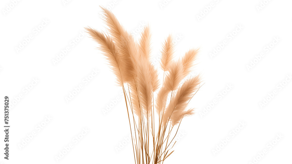 Fototapeta premium Pampas grass cut out. Isolated pampas grass on transparent background