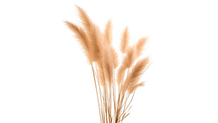 Pampas grass cut out. Isolated pampas grass on transparent background