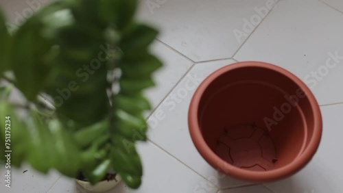A woman pours soil into a pot for replanting a plant. Transplanting a large flower into a larger pot