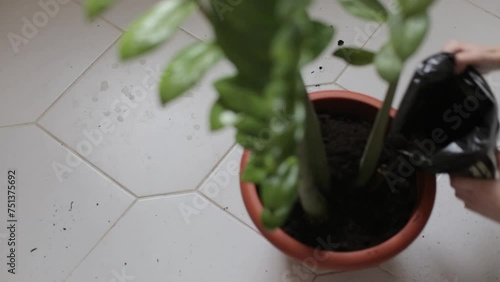 Transplanting a large flower into a larger flowerpot