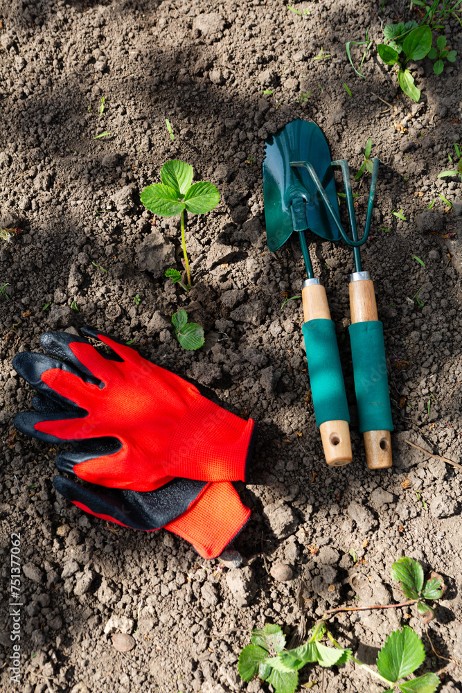 strawberry sprouts and gardening tools spring time strawberry sprouts and gardening tools spring time