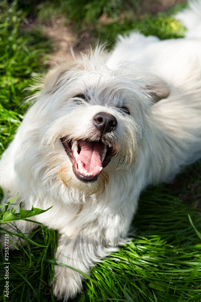 happy young white dog sitting on green grass active dog playing outside happy young white dog sitting on green grass active dog playing outside