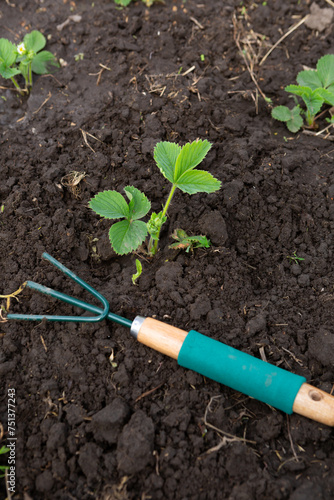 strawberry sprouts and gardening tools on soil cultivate food