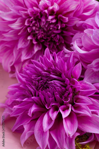 Close up of pink flowers holiday background