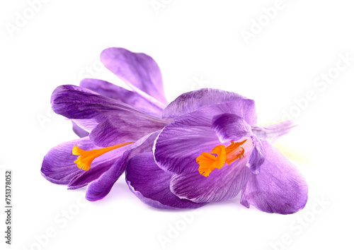 Crocus  flowers  bouquet in closeup on white background.