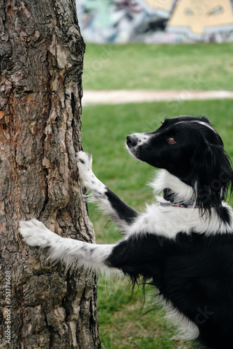 A black and white border collie puts its front paws on a tree trunk and poses. A smart dog does clever tricks in the park in the spring. © Ekaterina