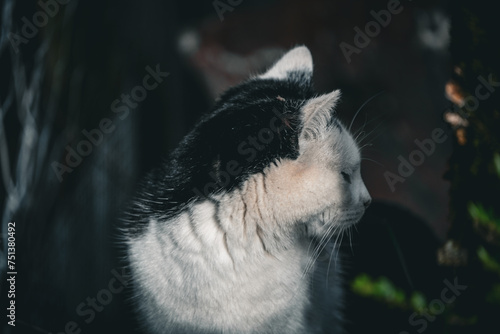 portrait of a black and white farm cat looking away from the camera