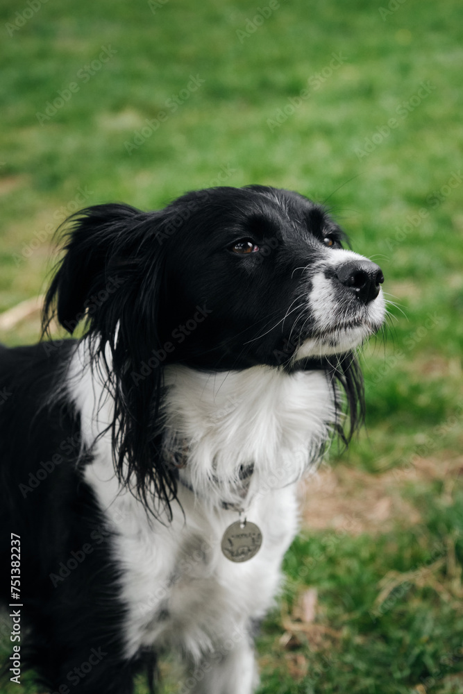 A black and white border collie walks in a spring park on the green grass and poses. The adorable dog is outside alone.