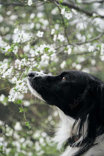 Fototapeta Naklejka Na Ścianę i Meble -  A black and white border collie poses near a blooming apple tree in the park, a close-up portrait in profile. A charming smart obedient dog in a spring garden among flowers.