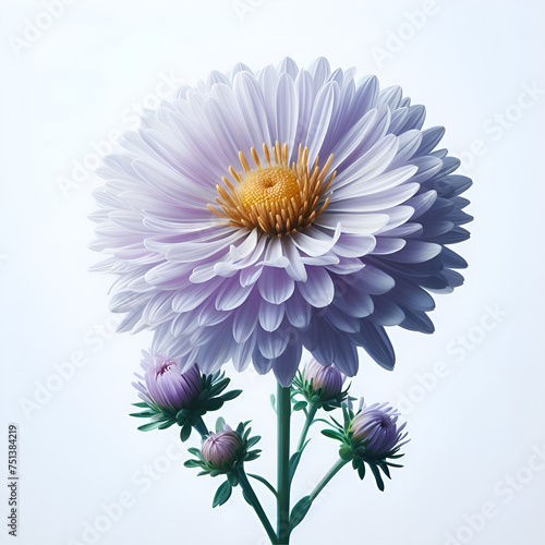 flower aster isolated on white