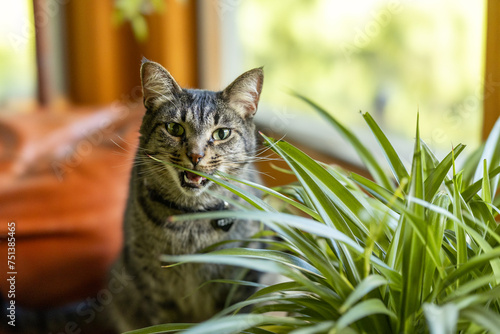 A tabby cat chewing a spider plant photo